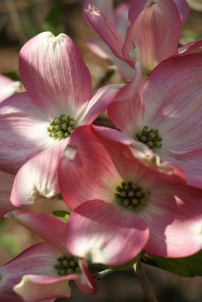 562638_3494701339270_1623684107_2988379_416234047_n