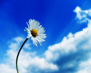 White-daisy-blue-sky-bright-colors-20523941-1280-1024